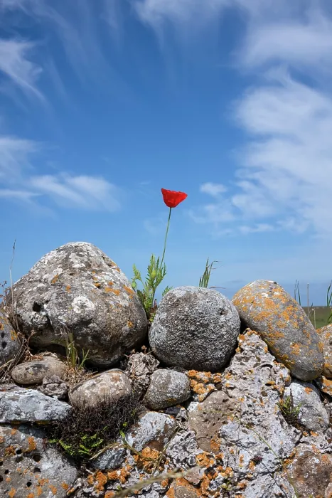 Framed Print : Dry stone wall with flowering poppy in front of dramatic sky on the island of Lindisfarne, United Kingdom Framed Print : Dry stone wall with flowering poppy in front of dramatic sky on the island of Lindisfarne, United Kingdom