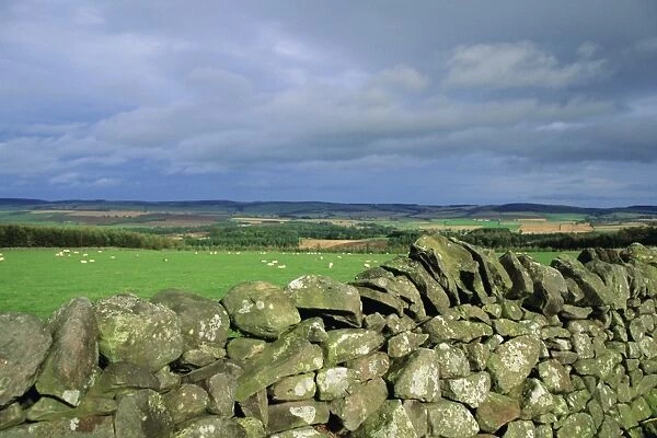 Dry stone wall near Doddington, Northumbria (Northumberland), England, UK, Europe