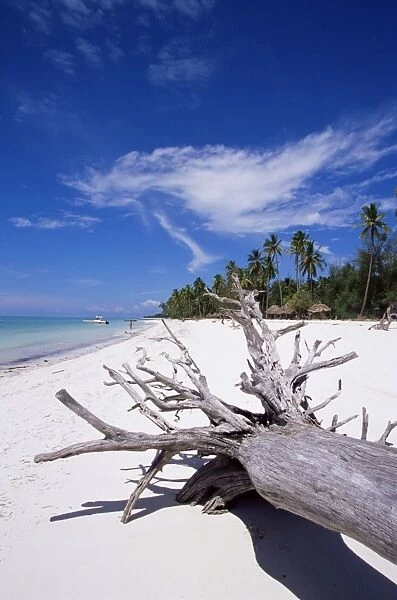 Dry tree log on Pingwe beach, Zanzibar, Tanzania, East Africa, Africa