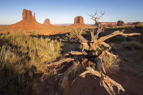 Dry tree and Monument Valley in the background, Navajo Tribal Park, Arizona, United