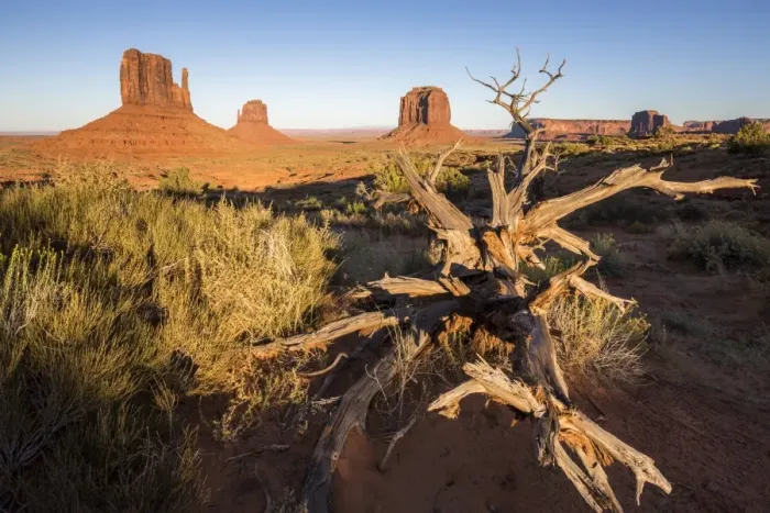 Framed Print : Dry tree and Monument Valley in the background, Navajo Tribal Park, Arizona, United Framed Print : Dry tree and Monument Valley in the background, Navajo Tribal Park, Arizona, United
