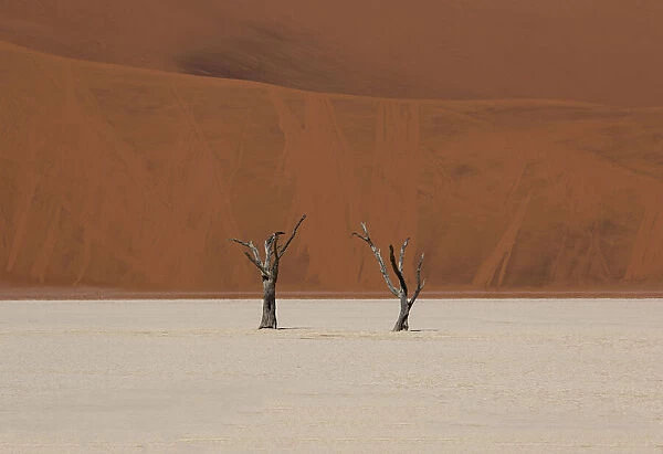Two dry trees in Sossusvlei desert, high contrast between the red sand in the background