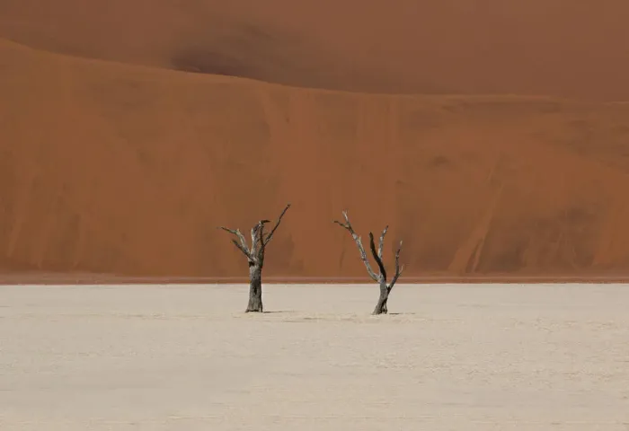 Framed Print : Two dry trees in Sossusvlei desert, high contrast between the red sand in the background Framed Print : Two dry trees in Sossusvlei desert, high contrast between the red sand in the background