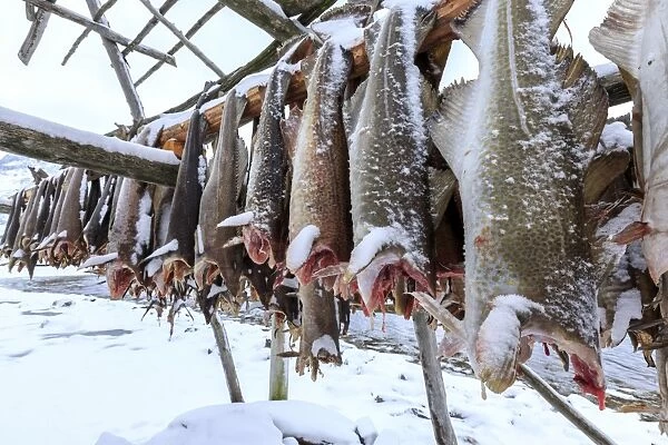 Drying codfish, a typical Norwegian product, Svensby, Lyngen Alps, Troms, Lapland