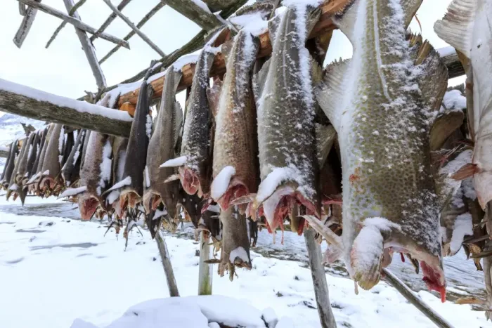 Framed Print : Drying codfish, a typical Norwegian product, Svensby, Lyngen Alps, Troms, Lapland Framed Print : Drying codfish, a typical Norwegian product, Svensby, Lyngen Alps, Troms, Lapland