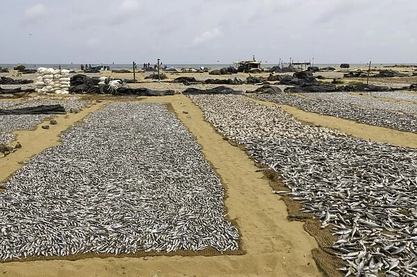Drying fish at the port of Negombo, Sri Lanka, Asia