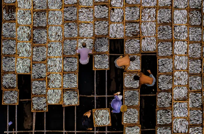 Framed Print : Drying fish in Vung Tau, Vietnam, Indochina, Southeast Asia, Asia Framed Print : Drying fish in Vung Tau, Vietnam, Indochina, Southeast Asia, Asia