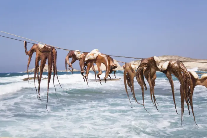 Framed Print : Drying Octopus, Mandrakia Village, Milos Island, Cyclades Group, Greek Islands, Greece
