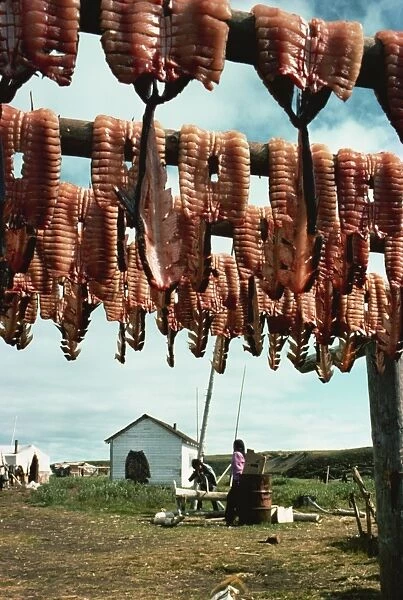Drying whitefish, Eskimo whaling camp, taken in the 1970s, Beaufort Sea