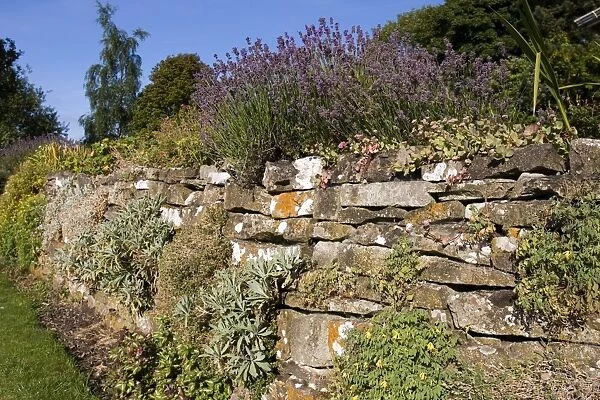 Drystone wall, Grassington, Yorkshire Dales National Park, North Yorkshire