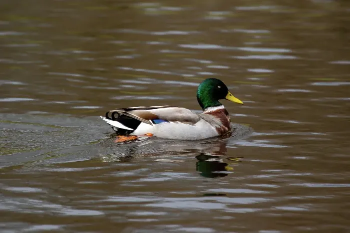 Framed Print : A duck on a lake in a park, United Kingdom, Europe Framed Print : A duck on a lake in a park, United Kingdom, Europe