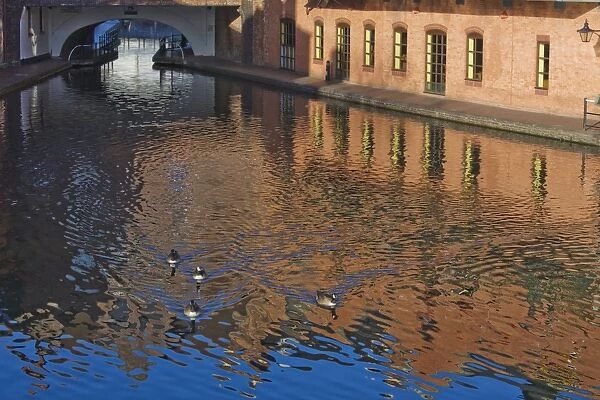 Ducks on canal, Gas Basin, Birmingham, England, United Kingdom, Europe