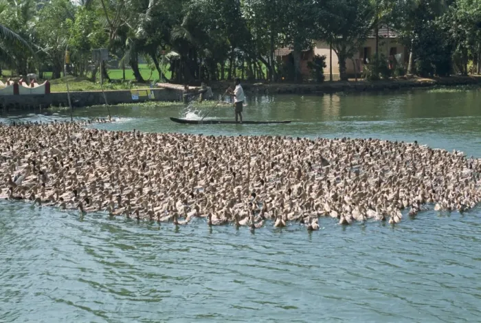 Framed Print : Ducks being herded on a backwater Framed Print : Ducks being herded on a backwater