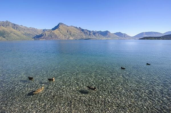 Ducks in the turquoise water of Lake Wakatipu, around Queenstown, Otago, South Island, New Zealand, Pacific