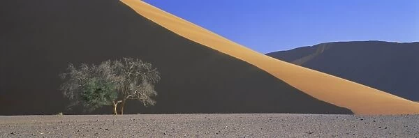 Dune and tree