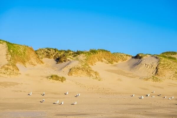 Dunes and beach on the North Sea, Julianadorp, North Holland, Netherlands, Europe
