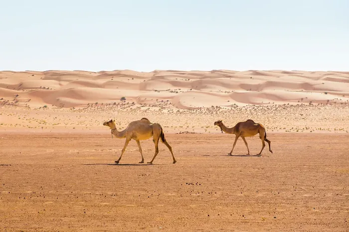 Framed Print : Dunes and camels in the Sharqiya Sands, formerly Wahiba Sands, desert region, Sultanate of Oman, Arabian Peninsula