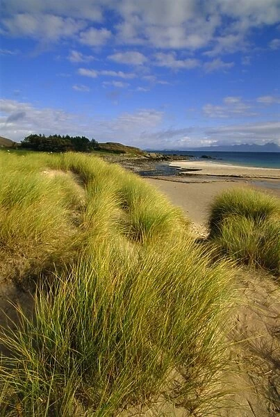 Dunes and grasses