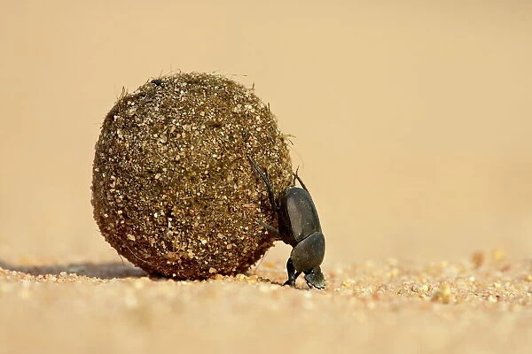 Dung beetle pushing a ball of dung