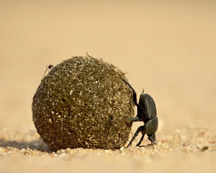 Framed Print : Dung beetle rolling a dung ball Framed Print : Dung beetle rolling a dung ball