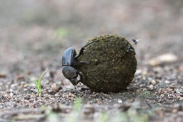Dung beetle (Scarabaeidae) rolling ball it has made out of zebra dung, Pilanesberg National Park, North West Province, South Africa, Africa