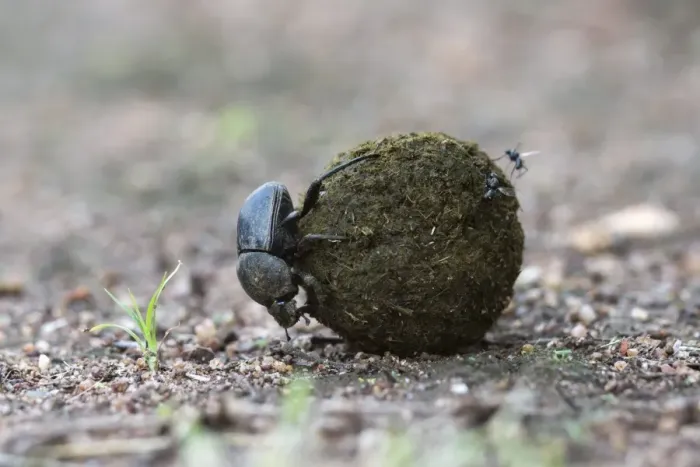 Framed Print : Dung beetle (Scarabaeidae) rolling ball it has made out of zebra dung, Pilanesberg National Park, North West Province, South Africa, Africa