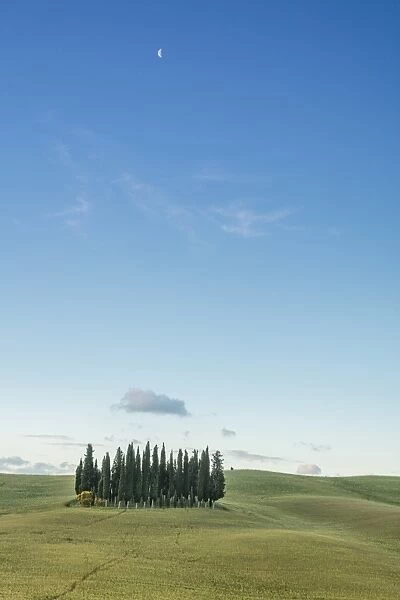 Dusk frames the cypresses on the gentle green hills of Val d Orcia, UNESCO World Heritage Site