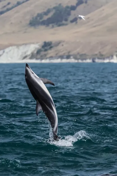 Framed Print : Dusky dolphin (Lagenorhynchus obscurus) leaping near Kaikoura, South Island, New Zealand, Pacific Framed Print : Dusky dolphin (Lagenorhynchus obscurus) leaping near Kaikoura, South Island, New Zealand, Pacific