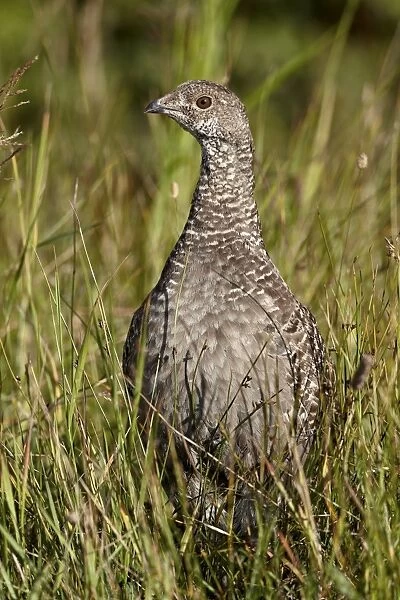 Dusky grouse (blue grouse) (Dendragapus obscurus) hen, Glacier National Park, Montana, United States of America, North America
