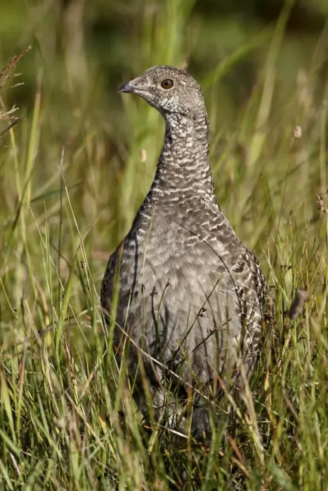 Framed Print : Dusky grouse (blue grouse) (Dendragapus obscurus) hen, Glacier National Park, Montana, United States of America, North America Framed Print : Dusky grouse (blue grouse) (Dendragapus obscurus) hen, Glacier National Park, Montana, United States of America, North America