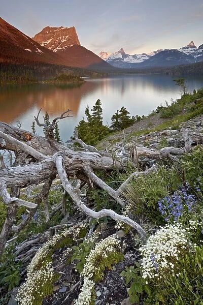Dusty Star Mountain, St. Mary Lake, and wildflowers at dawn, Glacier National Park