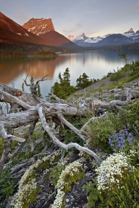 Framed Print : Dusty Star Mountain, St. Mary Lake, and wildflowers at dawn, Glacier National Park Framed Print : Dusty Star Mountain, St. Mary Lake, and wildflowers at dawn, Glacier National Park