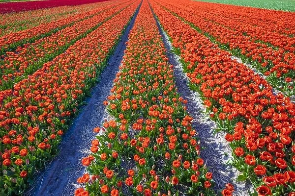 Dutch tulips in bloom in a bulb field in early spring, Lisse, South Holland, Netherlands
