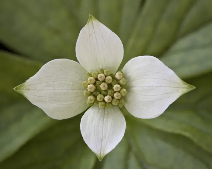 Framed Print : Dwarf dogwood (bunchberry dogwood) (Cornus canadensis), Glacier National Park, Montana, United States of America, North America Framed Print : Dwarf dogwood (bunchberry dogwood) (Cornus canadensis), Glacier National Park, Montana, United States of America, North America