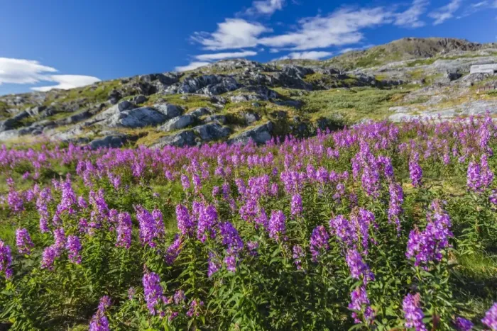 Framed Print : Dwarf fireweed (River Beauty willowherb) (Chamerion latifolium), Hebron, Labrador, Canada, North America Framed Print : Dwarf fireweed (River Beauty willowherb) (Chamerion latifolium), Hebron, Labrador, Canada, North America