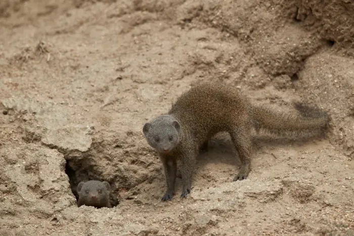 Framed Print : Dwarf Mongoose (Helogale parvula), two at burrow, Kruger National Park, South Africa Framed Print : Dwarf Mongoose (Helogale parvula), two at burrow, Kruger National Park, South Africa
