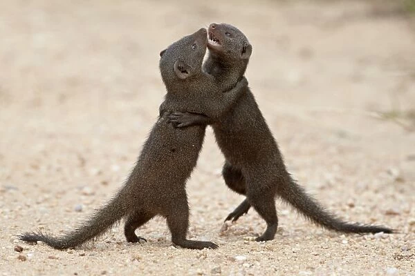 Two dwarf mongoose (Helogale parvula) sparring, Kruger National Park, South Africa