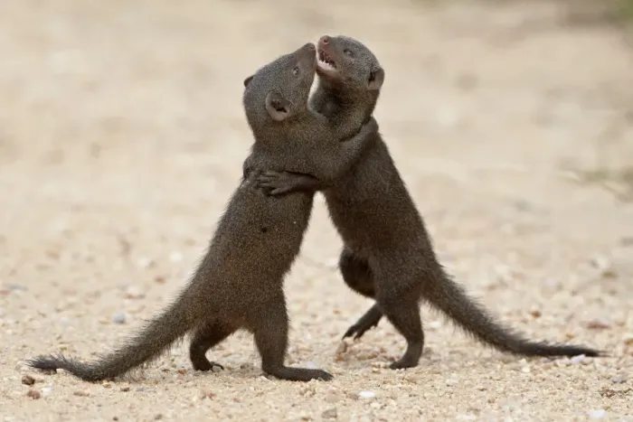 Framed Print : Two dwarf mongoose (Helogale parvula) sparring, Kruger National Park, South Africa Framed Print : Two dwarf mongoose (Helogale parvula) sparring, Kruger National Park, South Africa