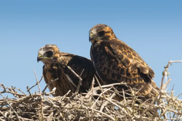 Framed Print : Eagle couple in their nest, Punta Ninfas, Chubut, Argentina, South America Framed Print : Eagle couple in their nest, Punta Ninfas, Chubut, Argentina, South America