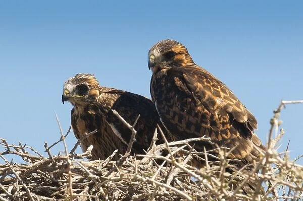 Eagle couple in their nest, Punta Ninfas, Chubut, Argentina, South America