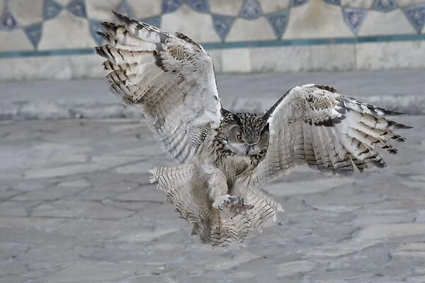 Eagle owl (Bubo bubo) in flight, Turkistan, South region, Kazakhstan, Central Asia, Asia