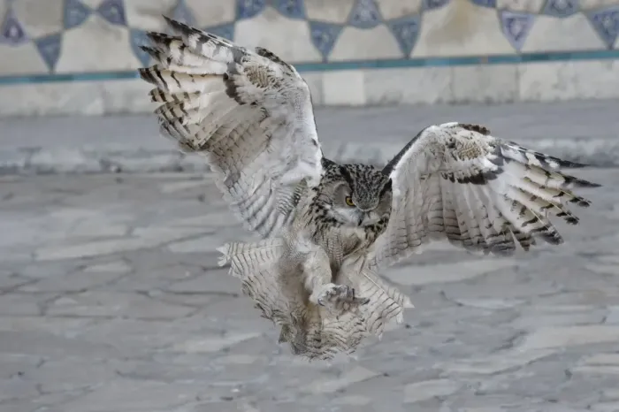 Framed Print : Eagle owl (Bubo bubo) in flight, Turkistan, South region, Kazakhstan, Central Asia, Asia Framed Print : Eagle owl (Bubo bubo) in flight, Turkistan, South region, Kazakhstan, Central Asia, Asia