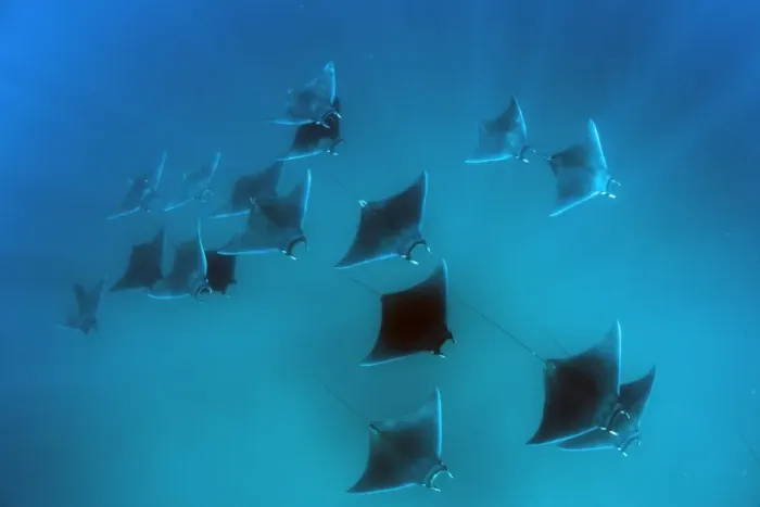 Framed Print : Eagle rays (Mobula hypostoma) common in this area and often seen feeding on zooplankton in large groups, Yum Balam Marine Protected Area, Quintana Roo, Mexico, North America Framed Print : Eagle rays (Mobula hypostoma) common in this area and often seen feeding on zooplankton in large groups, Yum Balam Marine Protected Area, Quintana Roo, Mexico, North America
