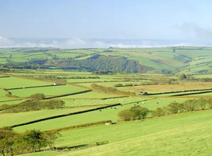 Framed Print : Earling morning mist drifting across fields of sheep on the edge of Exmoor National Park Framed Print : Earling morning mist drifting across fields of sheep on the edge of Exmoor National Park