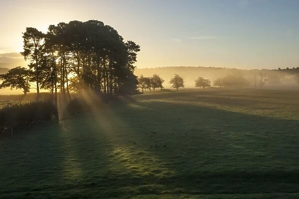 Early morning by Eden Bridge, Eden Valley, Cumbria, England, United Kingdom, Europe