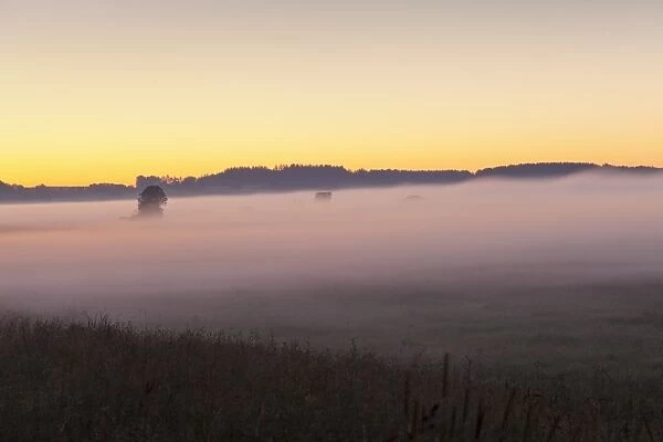Early morning fog, landscape near Bad Buchau, Upper Swabia, Baden-Wurttemberg, Germany