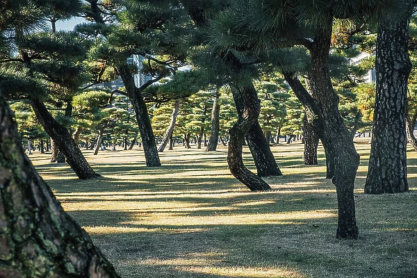 Early morning light and shadows between trees in a city park in Tokyo, Honshu, Japan, Asia