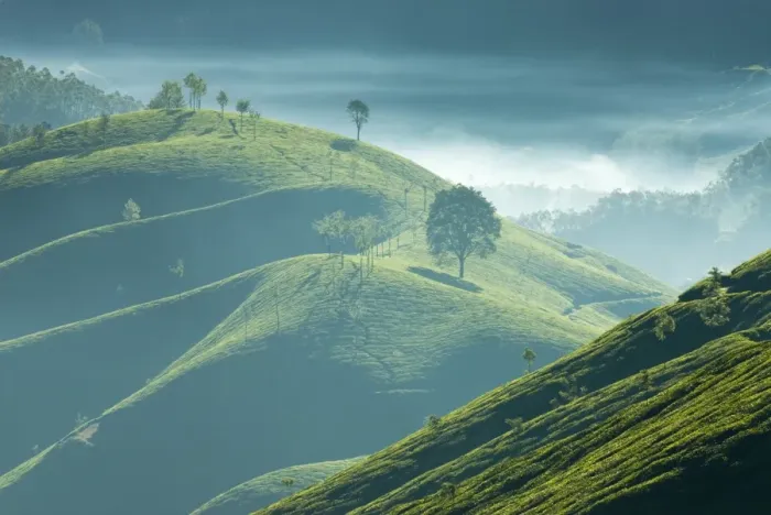 Framed Print : Early morning mist over tea plantations, near Munnar, Kerala, India, Asia Framed Print : Early morning mist over tea plantations, near Munnar, Kerala, India, Asia