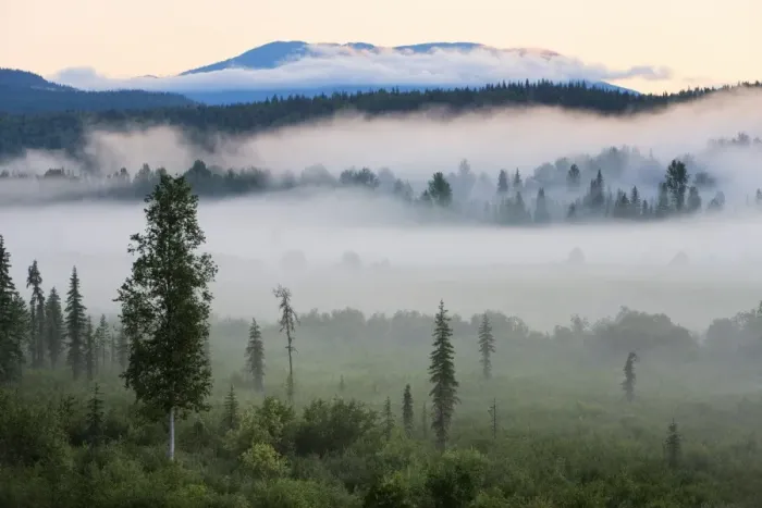 Framed Print : Early morning mist in Wells Grey Provincial Park, British Columbia, Canada, North America Framed Print : Early morning mist in Wells Grey Provincial Park, British Columbia, Canada, North America