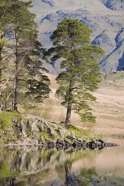 Early morning reflections, Blea Tarn, above Little Langdale, Lake District National Park, Cumbria, England, United Kingdom, Europe